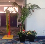 EVENTS - Anaheim Convention Center, 10' Kentia Palm with top dressing